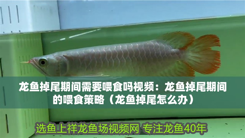 龍魚掉尾期間需要喂食嗎視頻：龍魚掉尾期間的喂食策略（龍魚掉尾怎么辦）