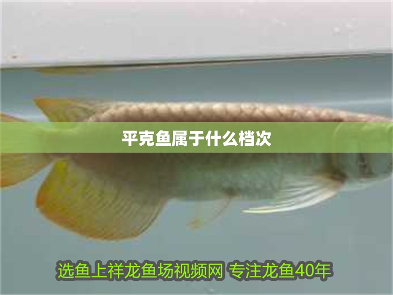 平克魚屬于什么檔次