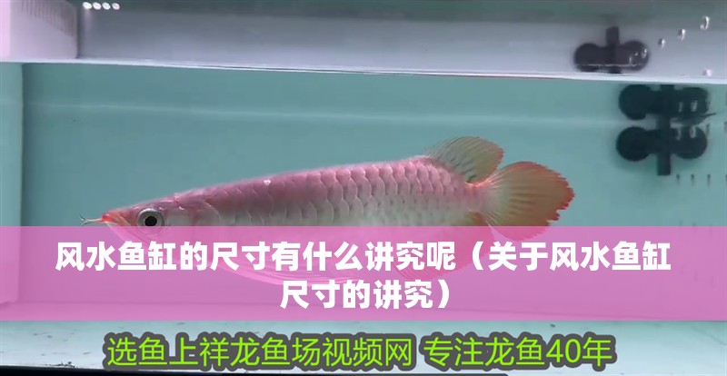 風水魚缸的尺寸有什么講究呢（關于風水魚缸尺寸的講究）