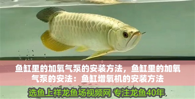 魚缸里的加氧氣泵的安裝方法，魚缸里的加氧氣泵的安法：魚缸增氧機的安裝方法