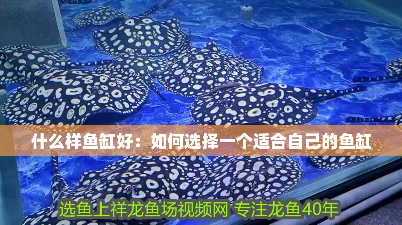 什么樣魚缸好：如何選擇一個(gè)適合自己的魚缸