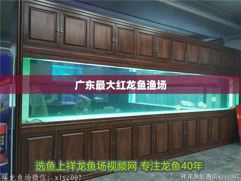 廣東最大紅龍魚漁場