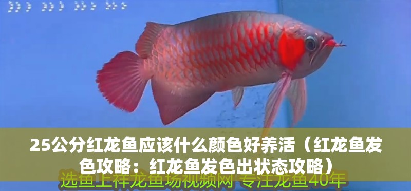25公分紅龍魚應該什么顏色好養活（紅龍魚發色攻略：紅龍魚發色出狀態攻略）