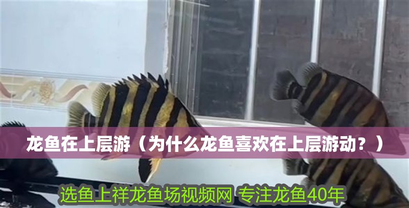 龍魚在上層游（為什么龍魚喜歡在上層游動？）