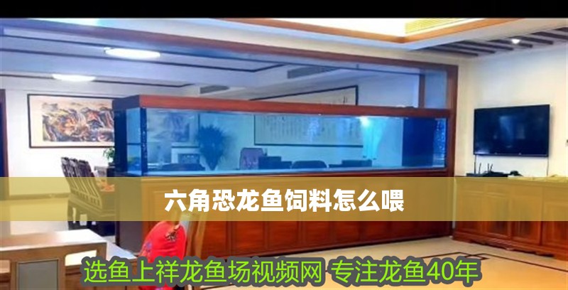 六角恐龍魚飼料怎么喂