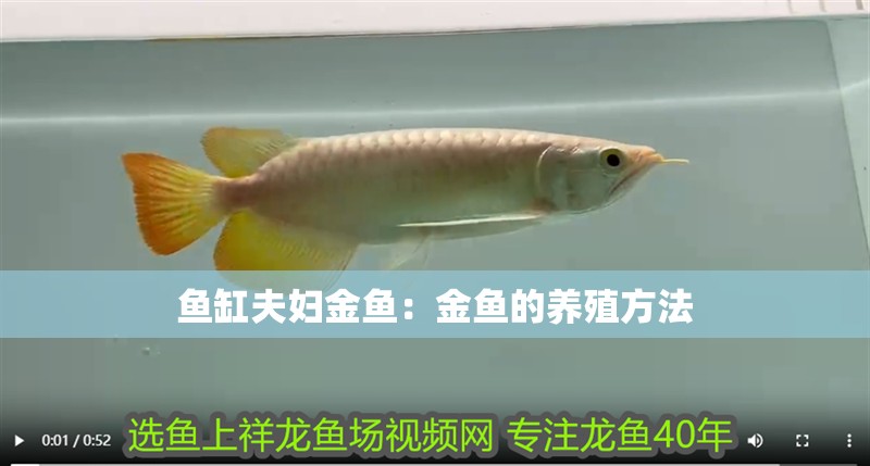 魚缸夫婦金魚：金魚的養(yǎng)殖方法