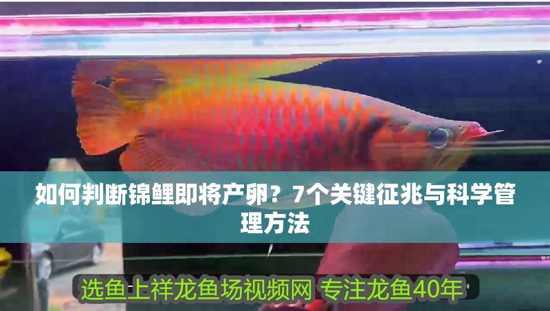 如何判斷錦鯉即將產卵？7個關鍵征兆與科學管理方法