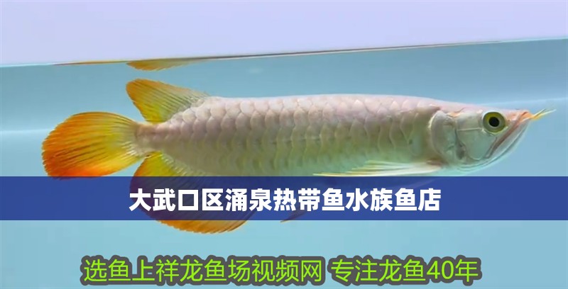 大武口區(qū)涌泉熱帶魚水族魚店