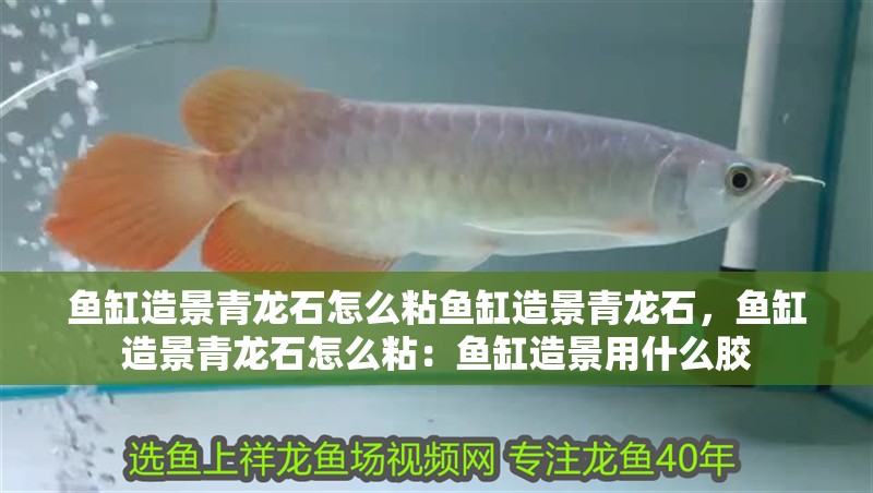 魚缸造景青龍石怎么粘魚缸造景青龍石，魚缸造景青龍石怎么粘：魚缸造景用什么膠