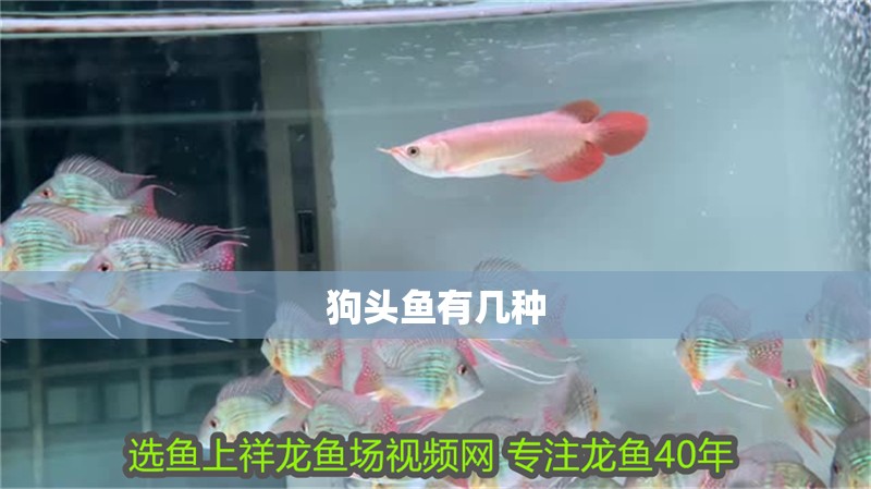狗頭魚有幾種