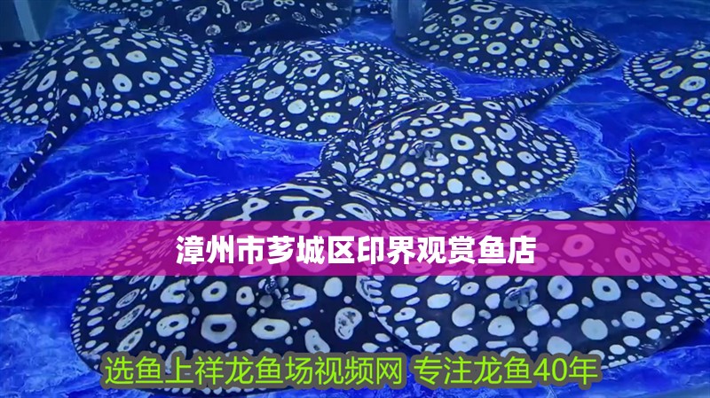 <strong><mark>漳州</mark></strong>市薌城區(qū)印界觀賞魚(yú)店