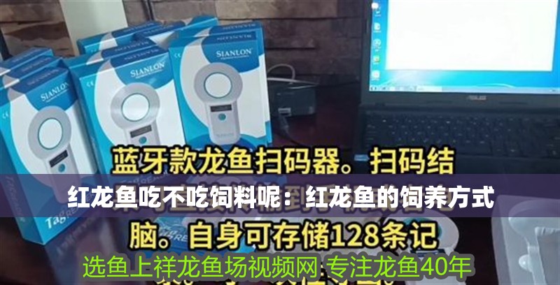 紅龍魚吃不吃飼料呢：紅龍魚的飼養方式