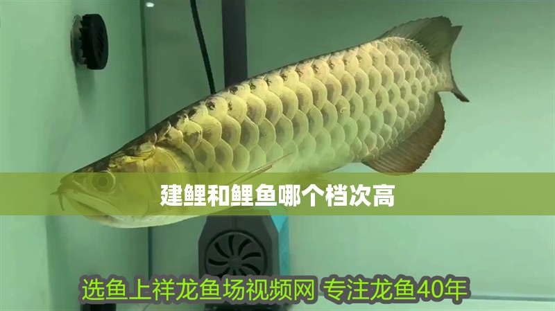 建鯉和鯉魚(yú)哪個(gè)檔次高
