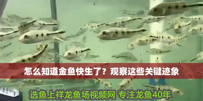 怎么知道金魚快生了？觀察這些關(guān)鍵跡象 怎么知道金魚快生了？觀察這些關(guān)鍵跡象 龍魚百科 第1張