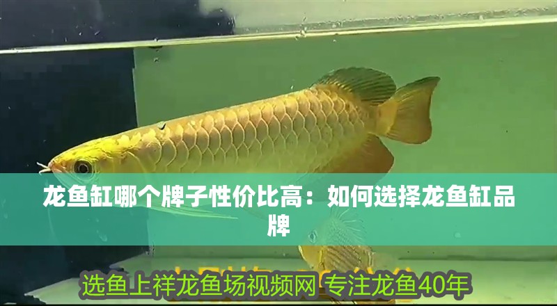 龍魚缸哪個牌子性價比高：如何選擇龍魚缸品牌
