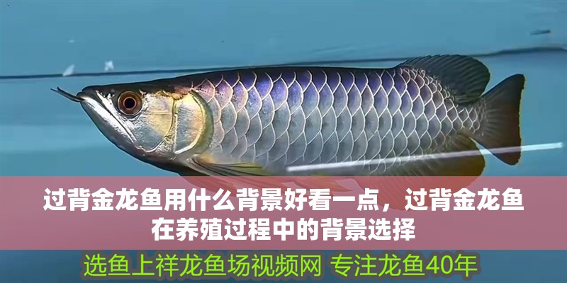 過背金龍魚用什么背景好看一點，過背金龍魚在養殖過程中的背景選擇