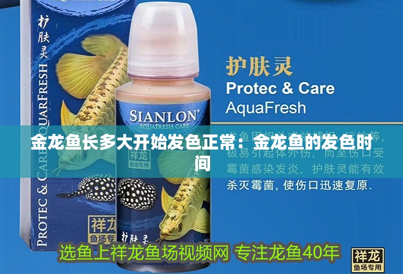 金龍魚長多大開始發色正常：金龍魚的發色時間