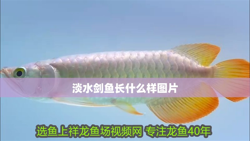 淡水劍魚長什么樣圖片