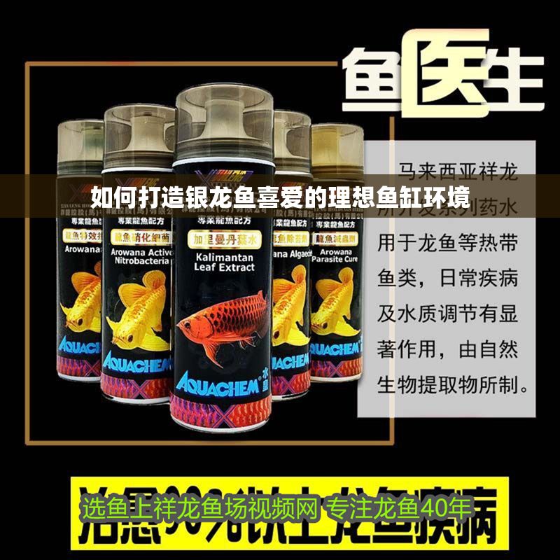 如何打造銀龍魚喜愛的理想魚缸環境