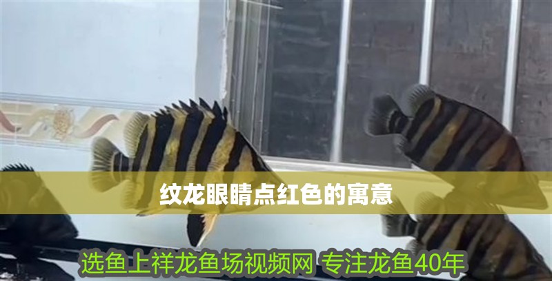 印尼虎魚(yú)多少溫度飼養(yǎng)最好:印尼虎魚(yú)多少溫度飼養(yǎng)最好印尼虎魚(yú)多少溫度飼養(yǎng)最好 紋龍眼睛點(diǎn)紅色的寓意 龍魚(yú)論壇 紋龍眼睛點(diǎn)紅色的寓意 紋龍眼睛點(diǎn)紅色的寓意 龍魚(yú)論壇