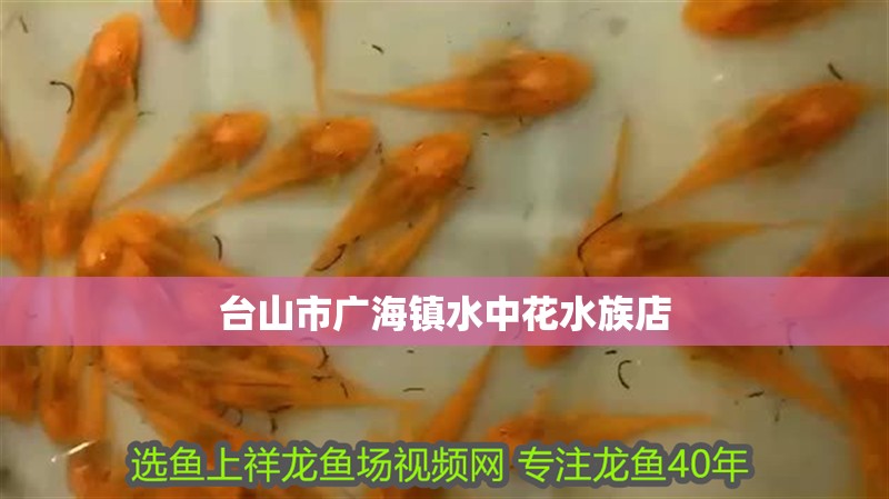 臺山市廣海鎮(zhèn)水中花水族店