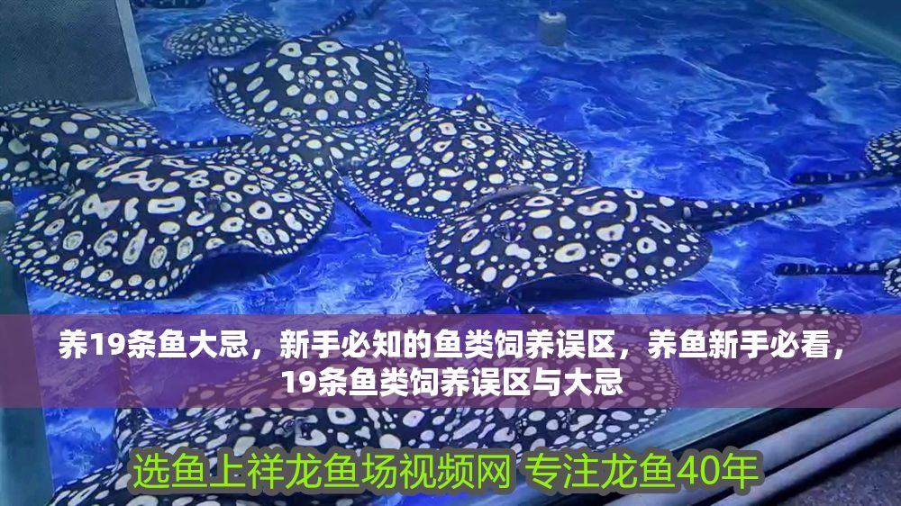 養19條魚大忌，新手必知的魚類飼養誤區，養魚新手必看，19條魚類飼養誤區與大忌