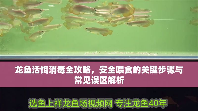 龍魚活餌消毒全攻略，安全喂食的關鍵步驟與常見誤區解析