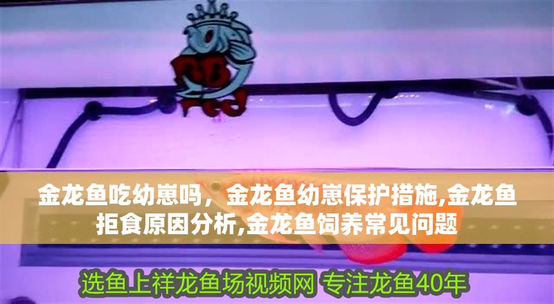 金龍魚吃幼崽嗎，金龍魚幼崽保護(hù)措施,金龍魚拒食原因分析,金龍魚飼養(yǎng)常見問題