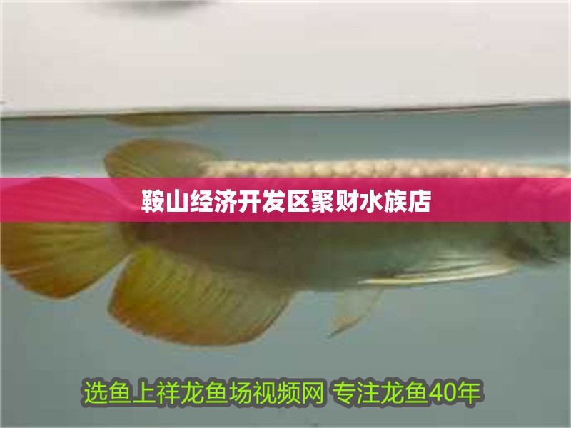 鞍山經濟開發區聚財水族店