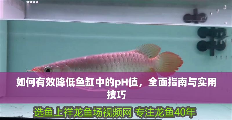 如何有效降低魚缸中的pH值，全面指南與實用技巧 如何有效降低魚缸中的pH值，全面指南與實用技巧 龍魚百科 第1張
