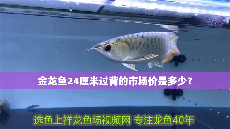 金龍魚24厘米過背的市場價是多少？