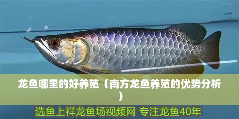 龍魚哪里的好養殖（南方龍魚養殖的優勢分析）