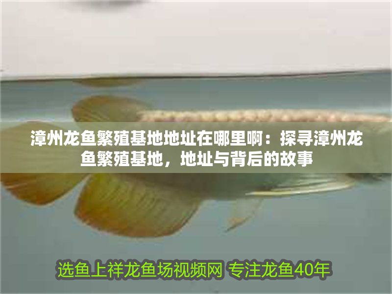 漳州龍魚繁殖基地地址在哪里啊：探尋漳州龍魚繁殖基地，地址與背后的故事