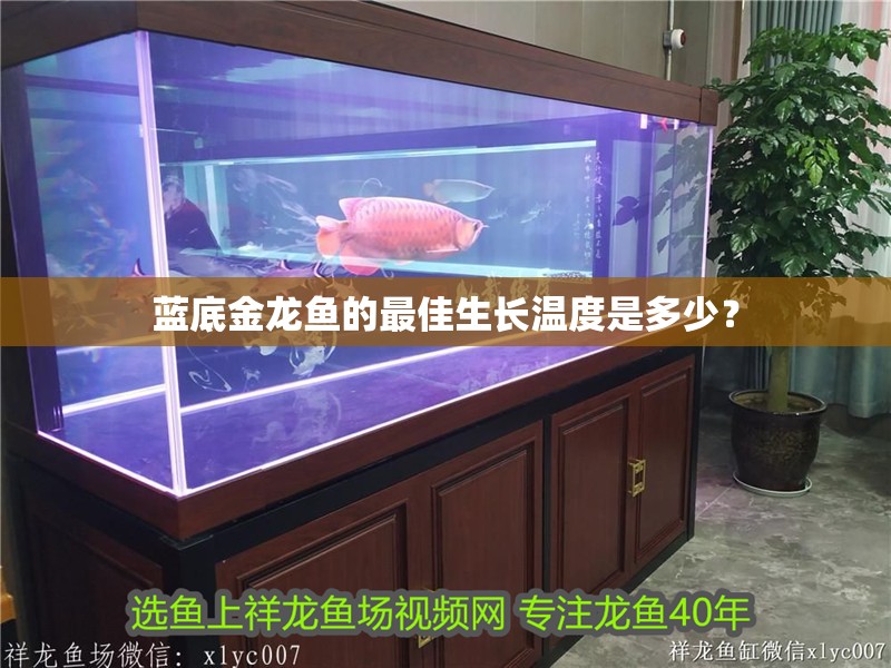藍底金龍魚的最佳生長溫度是多少？