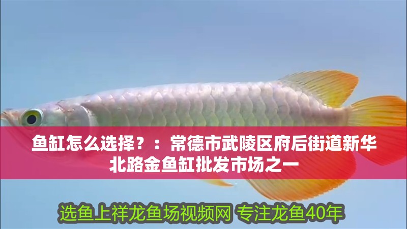 魚缸怎么選擇？：常德市武陵區府后街道新華北路金魚缸批發市場之一