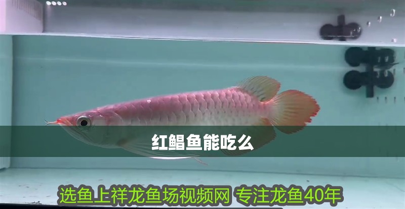 紅鯧魚能吃么