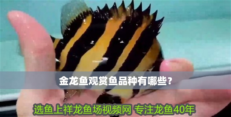 金龍魚觀賞魚品種有哪些？