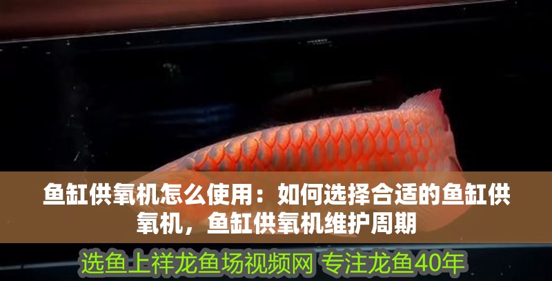 魚缸供氧機怎么使用：如何選擇合適的魚缸供氧機，魚缸供氧機維護周期