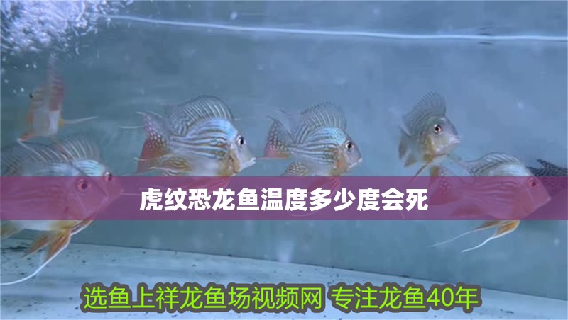 虎紋恐龍魚溫度多少度會死