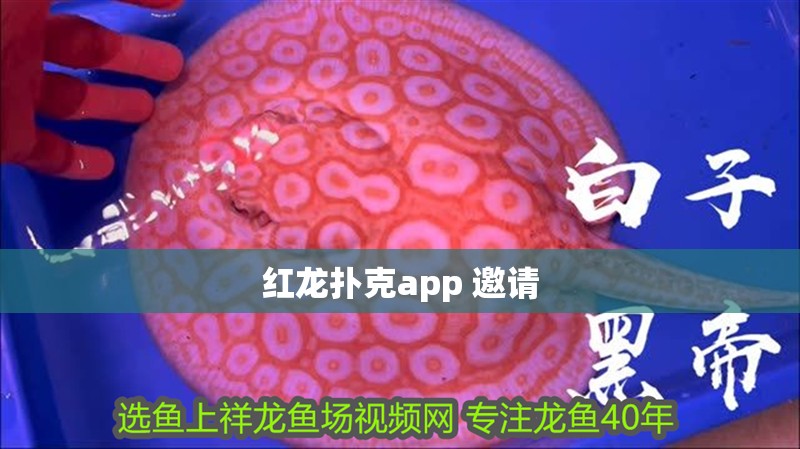 紅龍撲克app 邀請