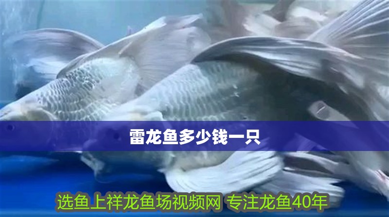 雷龍魚多少錢一只 雷龍魚多少錢一只 龍魚論壇