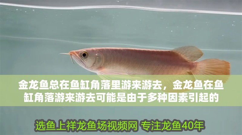 金龍魚總在魚缸角落里游來游去，金龍魚在魚缸角落游來游去可能是由于多種因素引起的