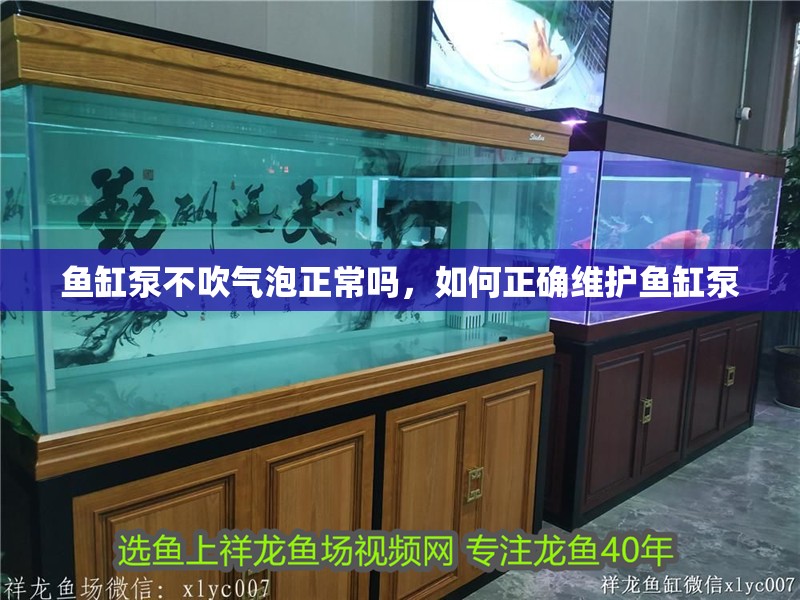 魚缸泵不吹氣泡正常嗎，如何正確維護魚缸泵