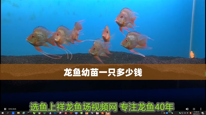 龍魚幼苗一只多少錢