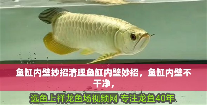 魚缸內(nèi)壁妙招清理魚缸內(nèi)壁妙招，魚缸內(nèi)壁不干凈，