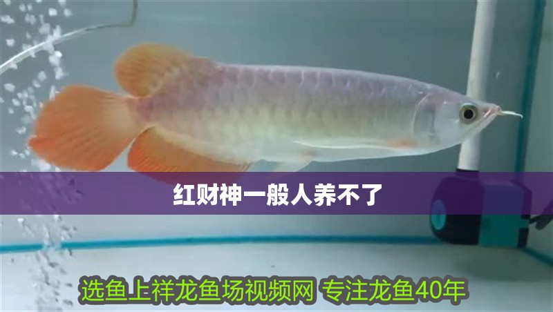 紅財神一般人養不了