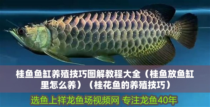 桂魚魚缸養殖技巧圖解教程大全（桂魚放魚缸里怎么養）（桂花魚的養殖技巧） 桂魚魚缸養殖技巧圖解教程大全（桂魚放魚缸里怎么養）（桂花魚的養殖技巧） 魚缸百科