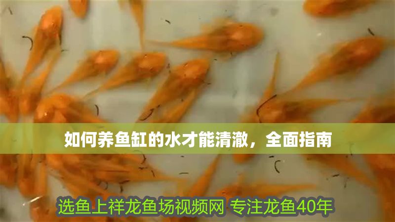 如何養魚缸的水才能清澈，全面指南