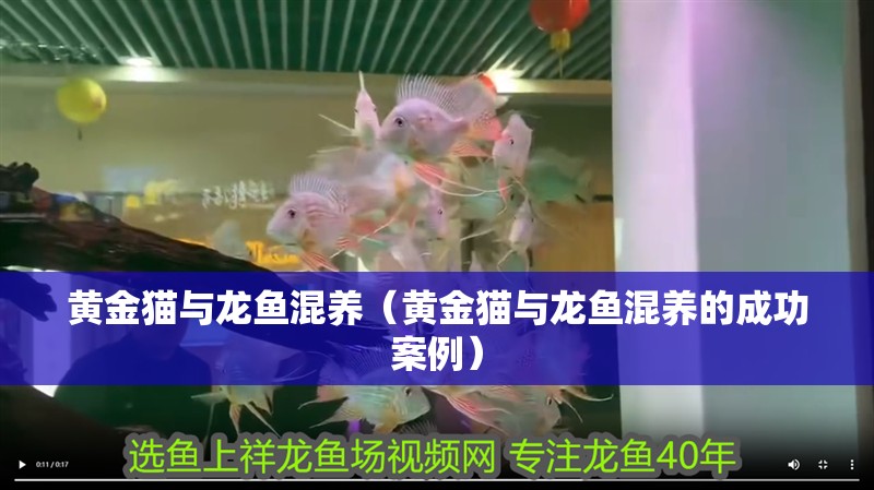 黃金貓與龍魚混養(yǎng)（黃金貓與龍魚混養(yǎng)的成功案例）