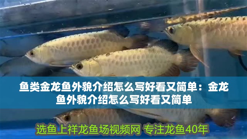 魚類金龍魚外貌介紹怎么寫好看又簡單：金龍魚外貌介紹怎么寫好看又簡單